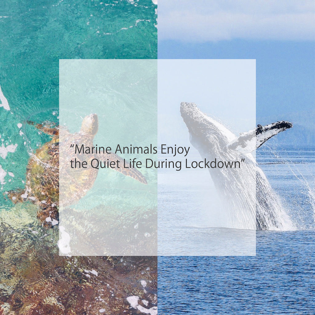 記事の紹介：「コロナウイルスの封鎖は動物に騒音公害からのまれな休憩を与える」