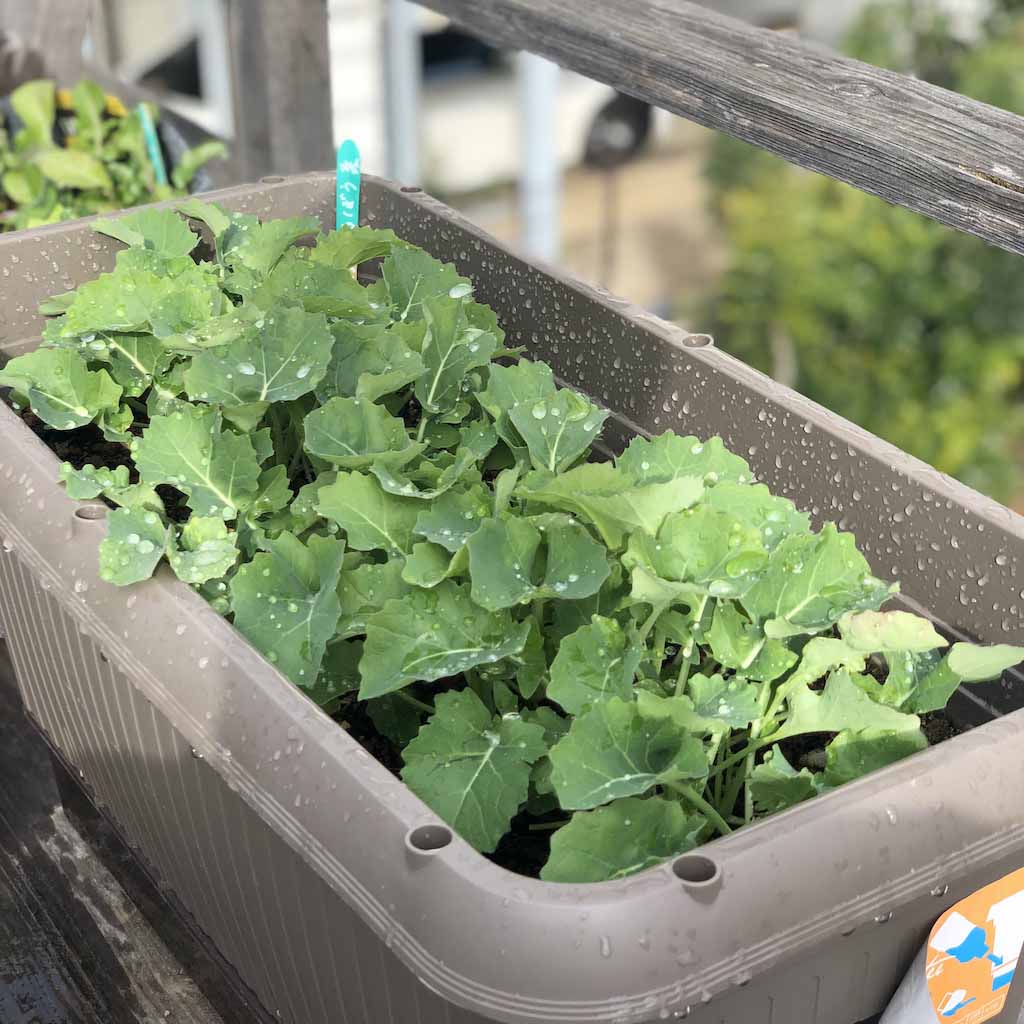 1.2マイル コミュニティコンポストを通じて